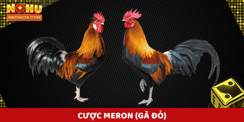 Cược Meron là một trong những loại cược phổ biến tại các trận đấu đá gà Nohu28